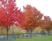 應(yīng)用于公園綠地的紅楓鑒賞