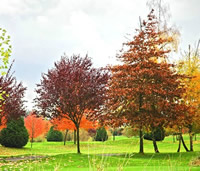 應(yīng)用于草坪、濕地的紅楓鑒賞