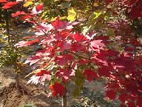 美國(guó)紅楓十月光輝